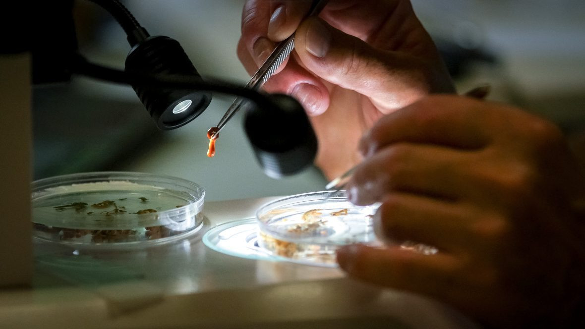 Boosting the Barcode