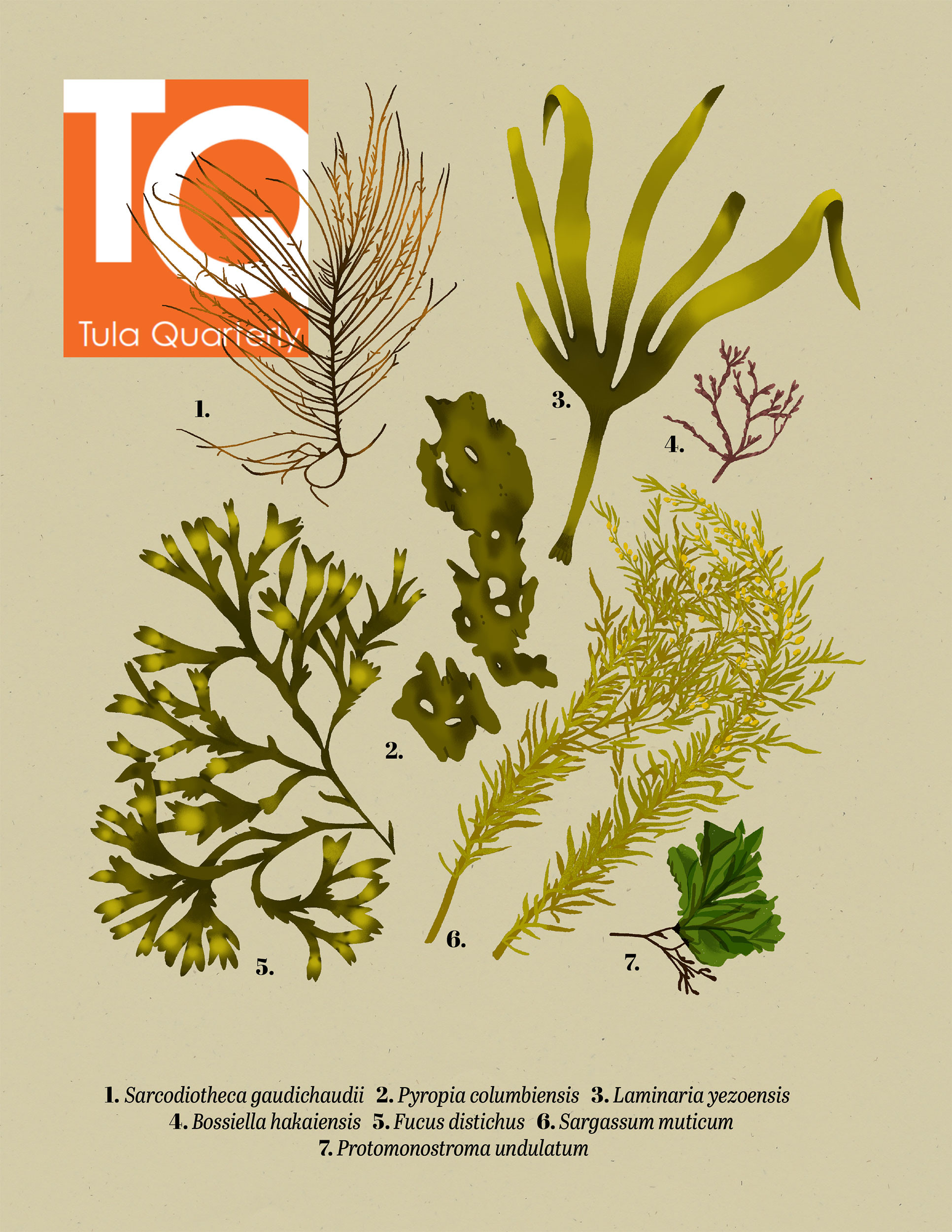 Tula Quarterly Q2, 2025
