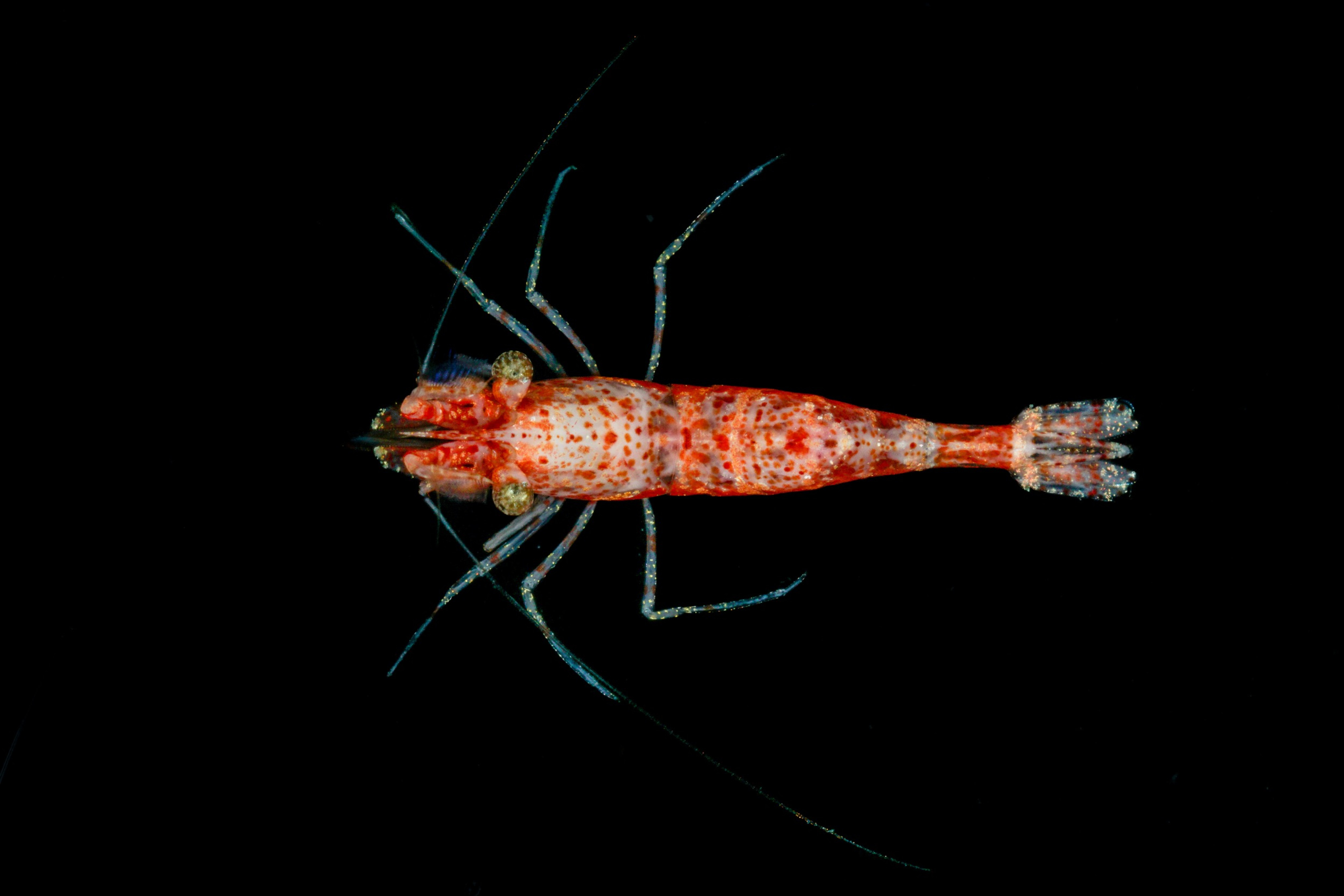 Boosting the Barcode