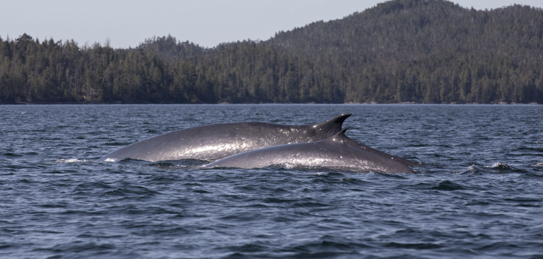 Hakai Magazine Highlights