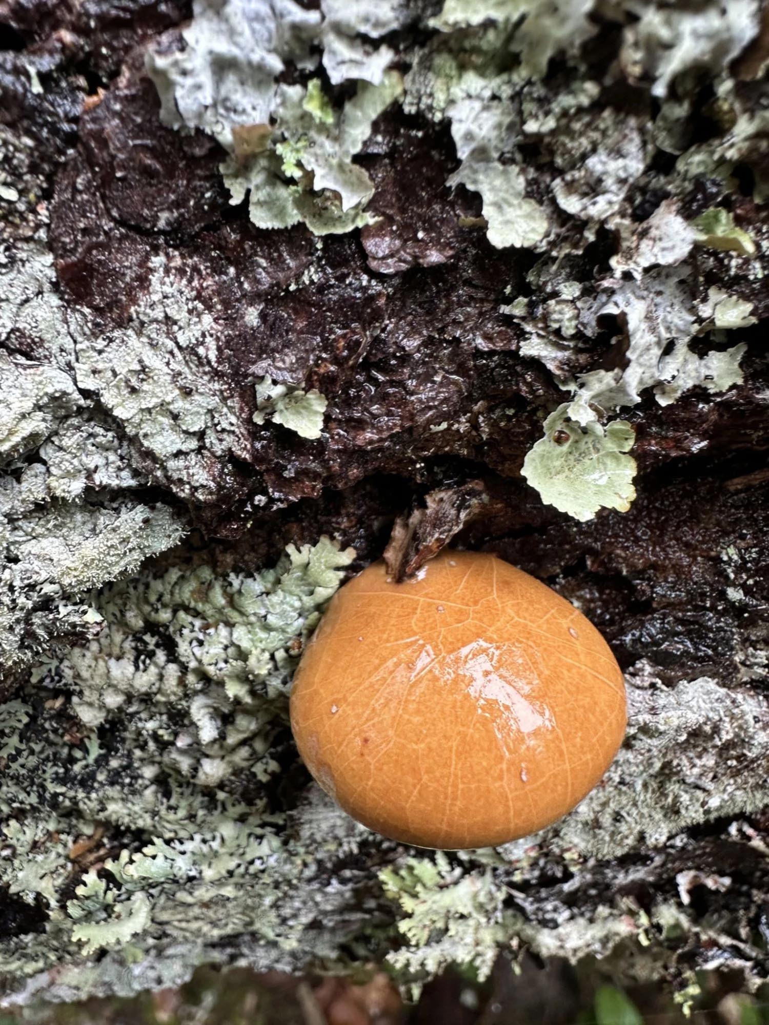 Polychaetes, Polypores, and Pooters