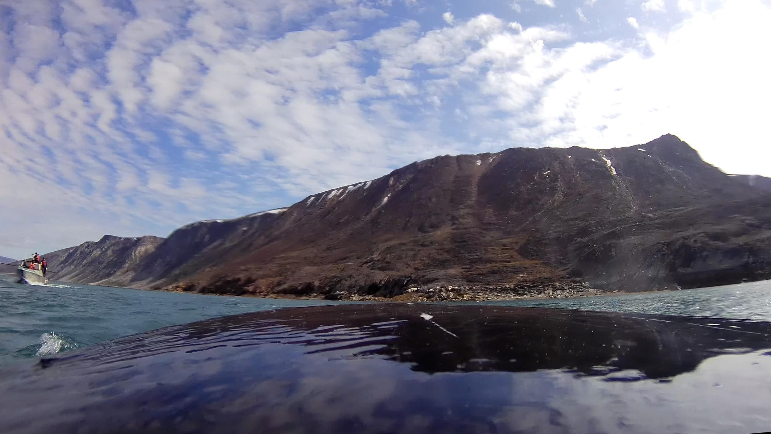 The Bowheads of Baffin Island