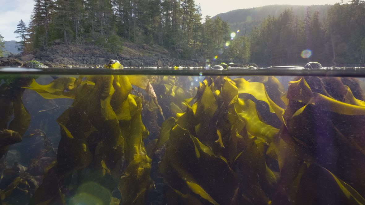 Drones, Planes, and Satellites: A Guide to Mapping Kelp from Sky and Space