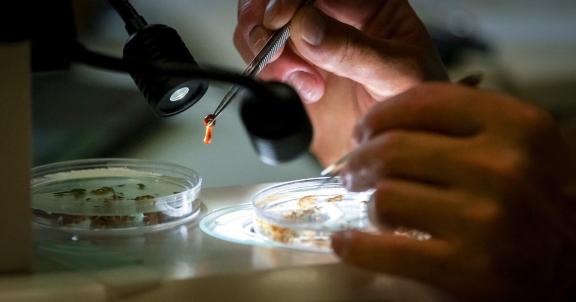 DNA Barcoding: Uncovering and Cataloging Hidden Biodiversity | Tula ...