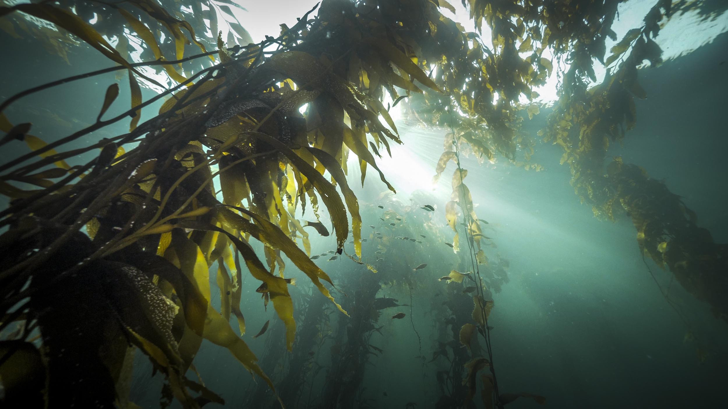 Help for the Kelp