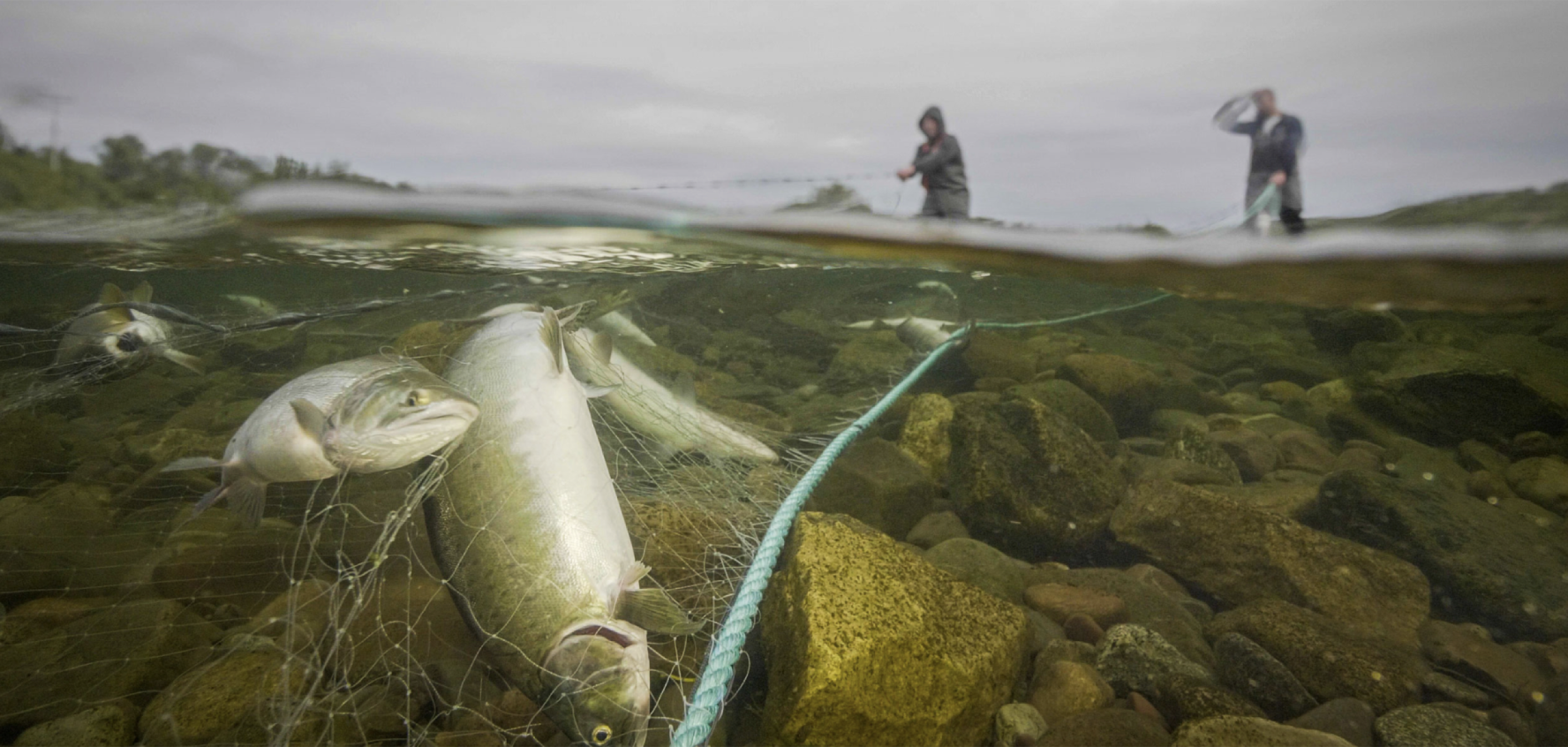 Hakai Magazine Highlights